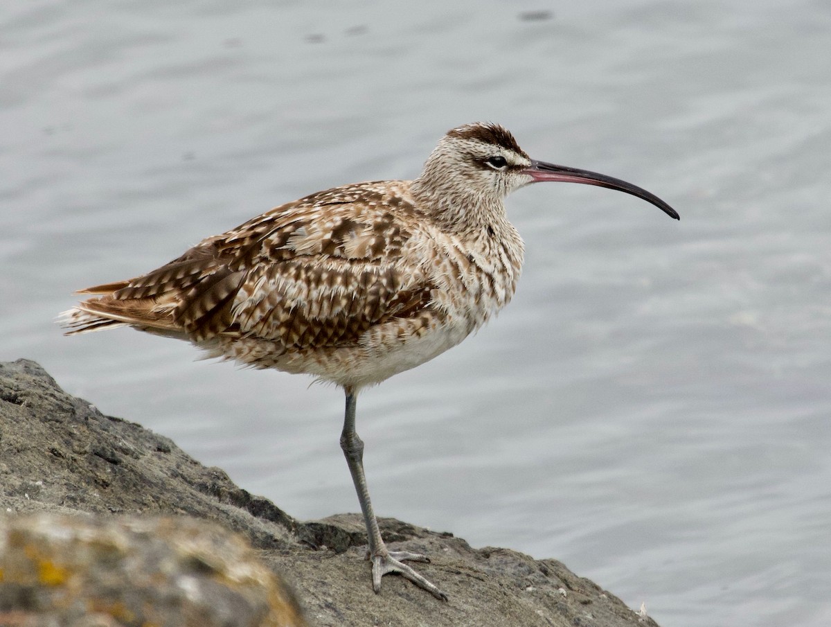 Hudsonian Whimbrel - ML613863329