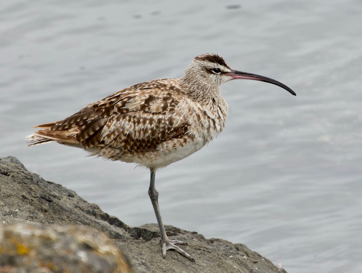 Whimbrel - ML613863329