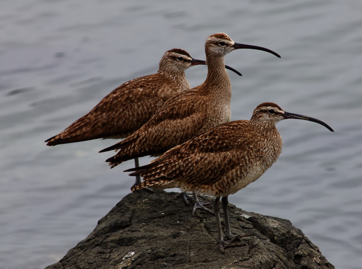 Hudsonian Whimbrel - ML613863331