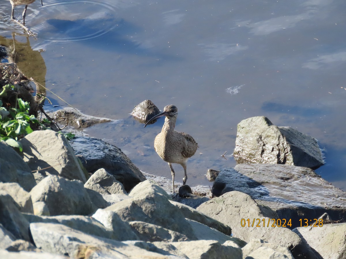 Whimbrel - Zehava Purim-Adimor