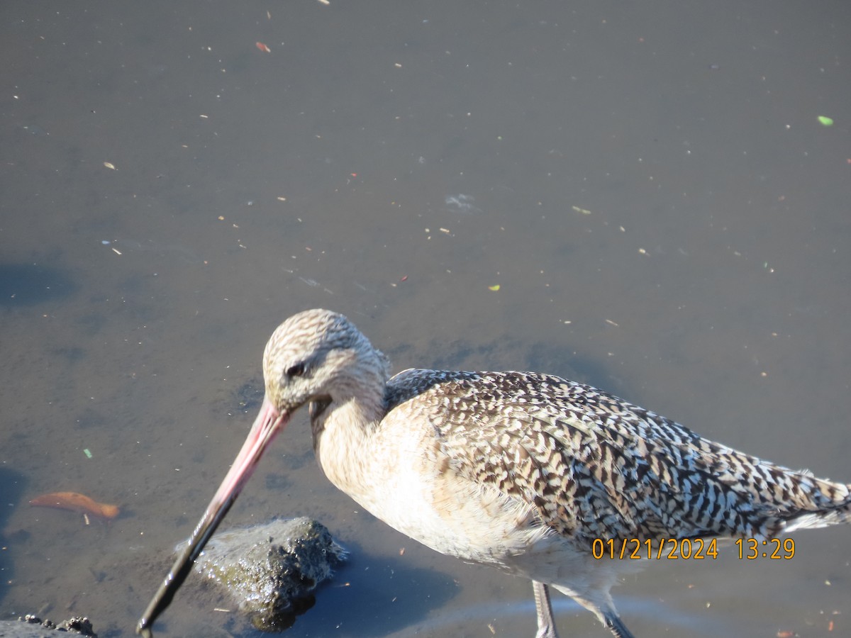 Marbled Godwit - Zehava Purim-Adimor