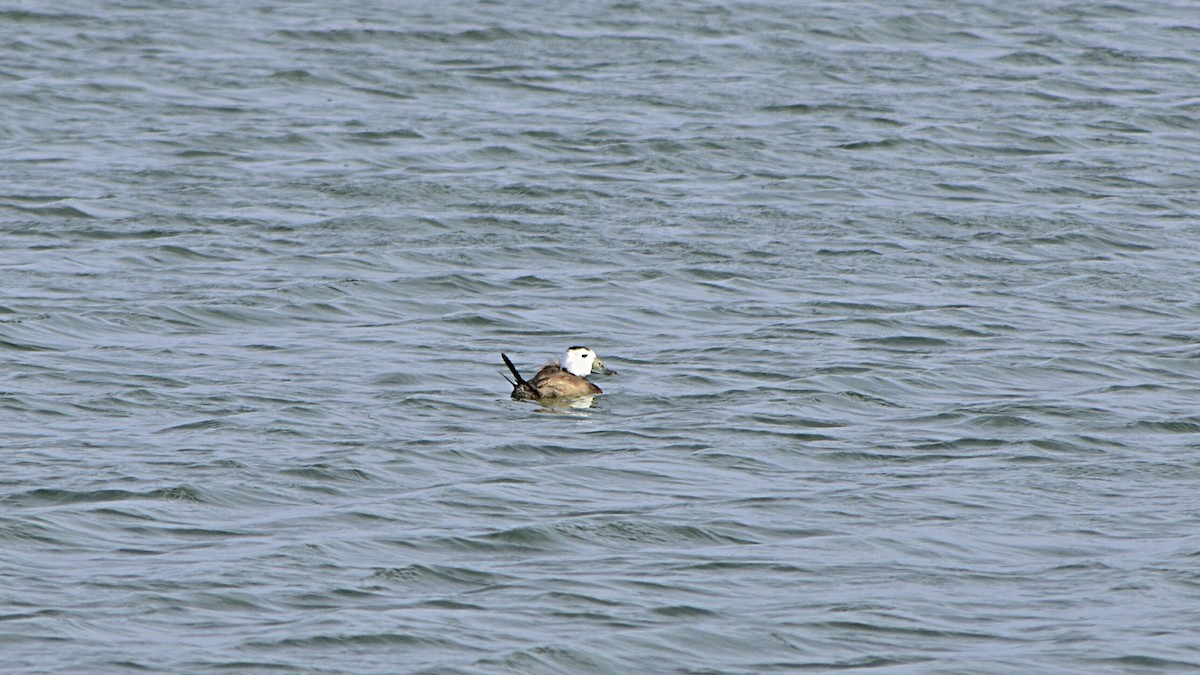 White-headed Duck - ML613863402