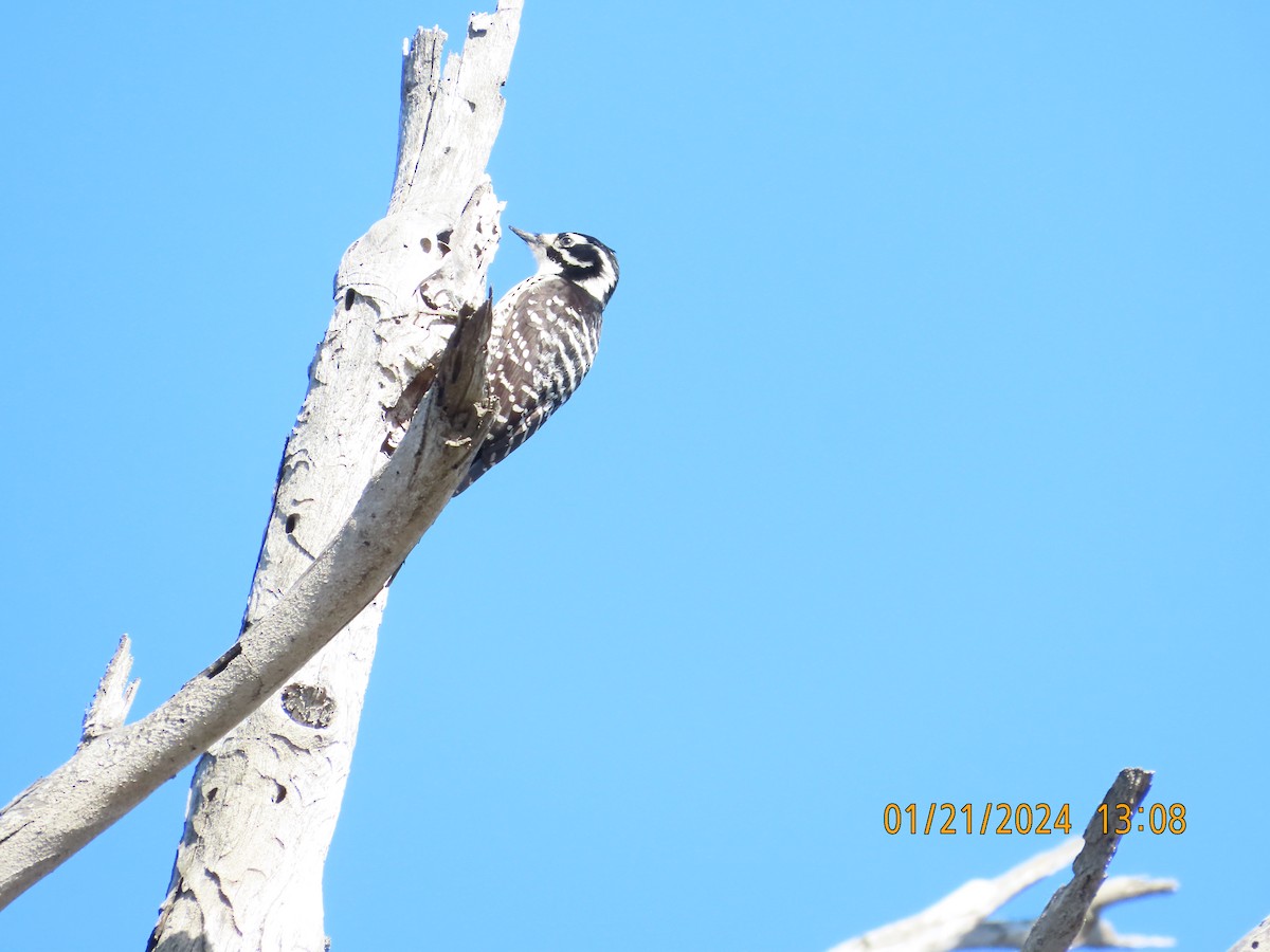 Nuttall's Woodpecker - Zehava Purim-Adimor