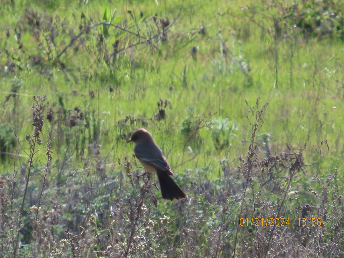 Say's Phoebe - Zehava Purim-Adimor