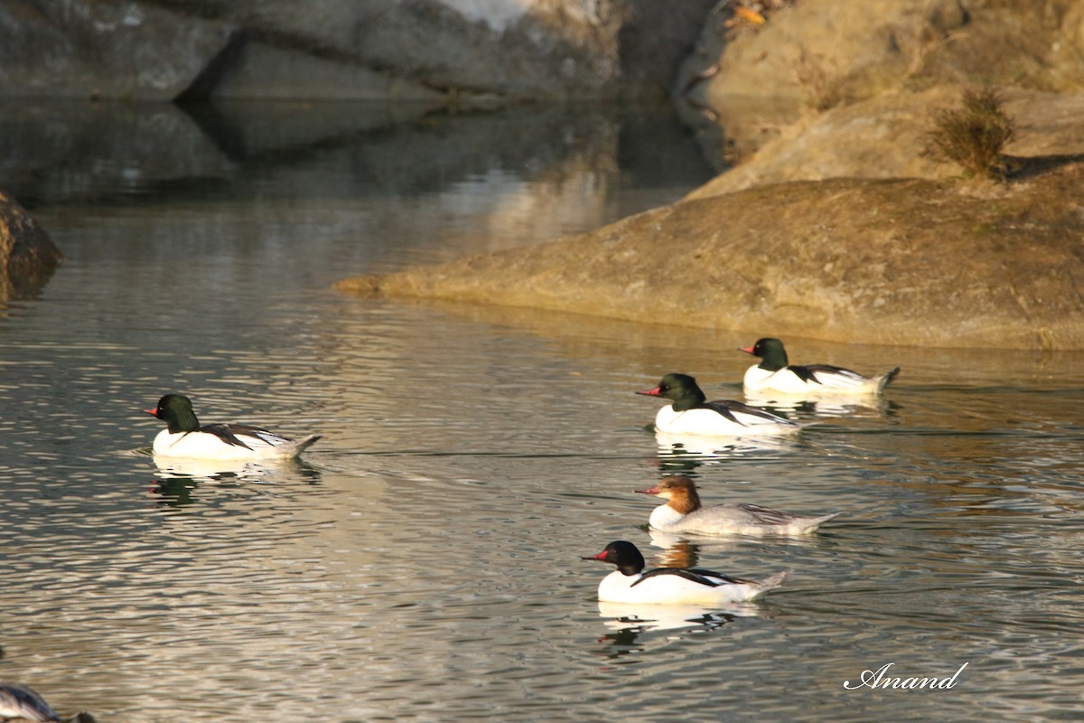 Common Merganser - ML613863486