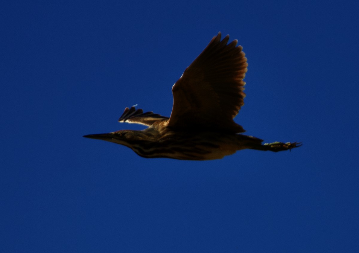 American Bittern - ML613863493