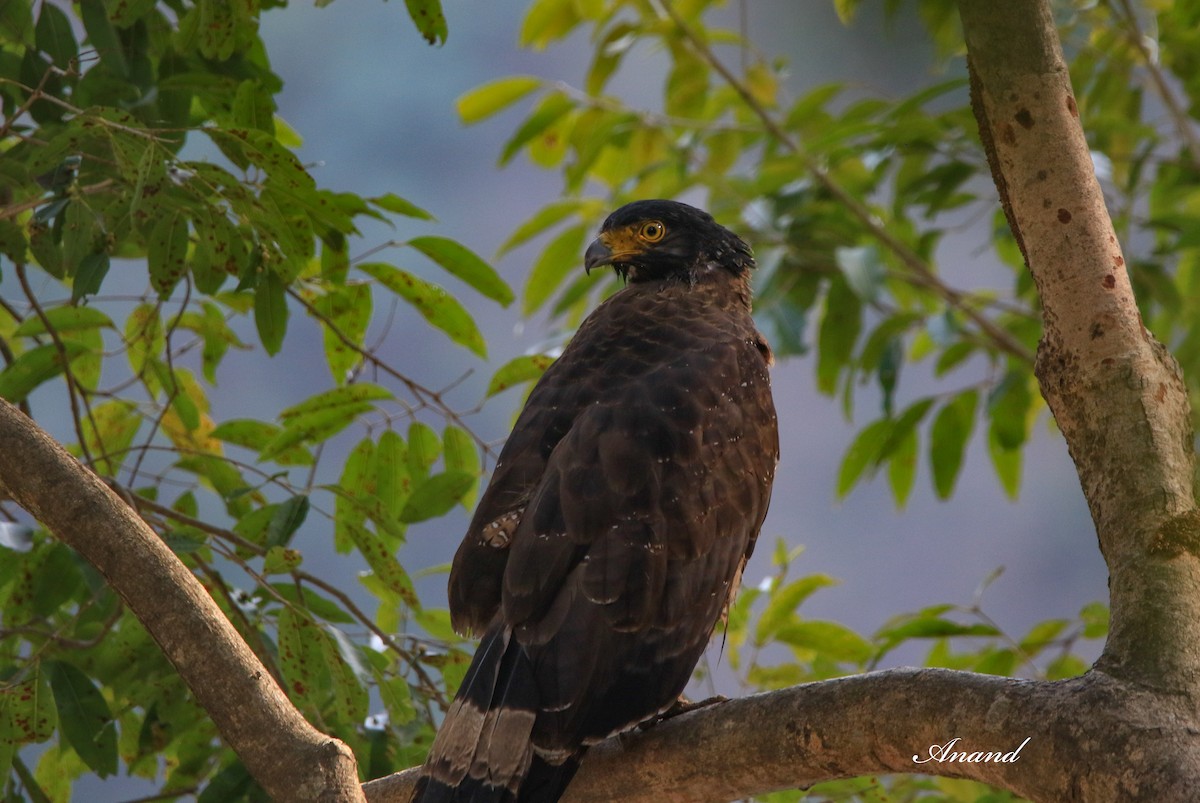 Haubenschlangenadler - ML613863524