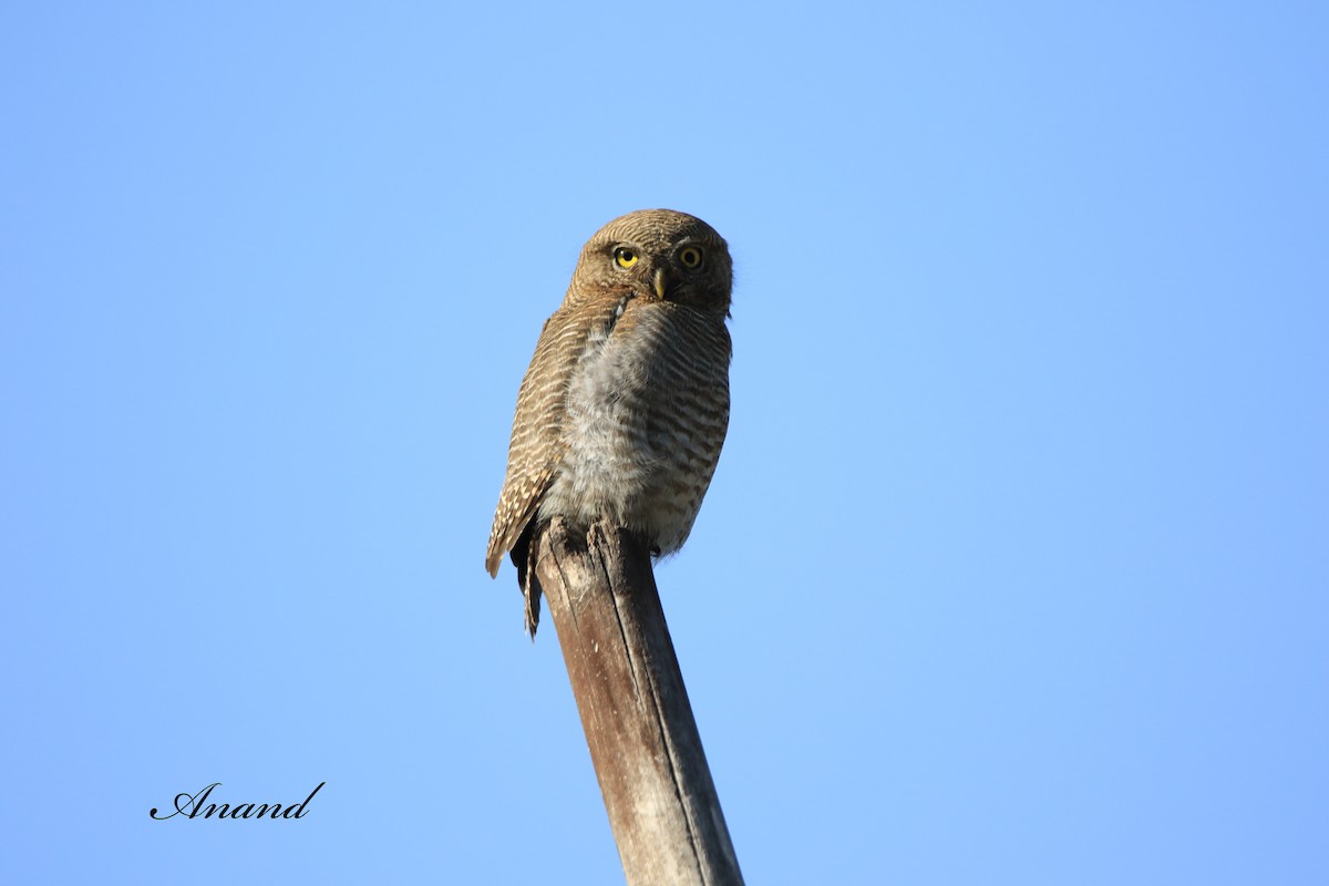 Jungle Owlet - ML613863568