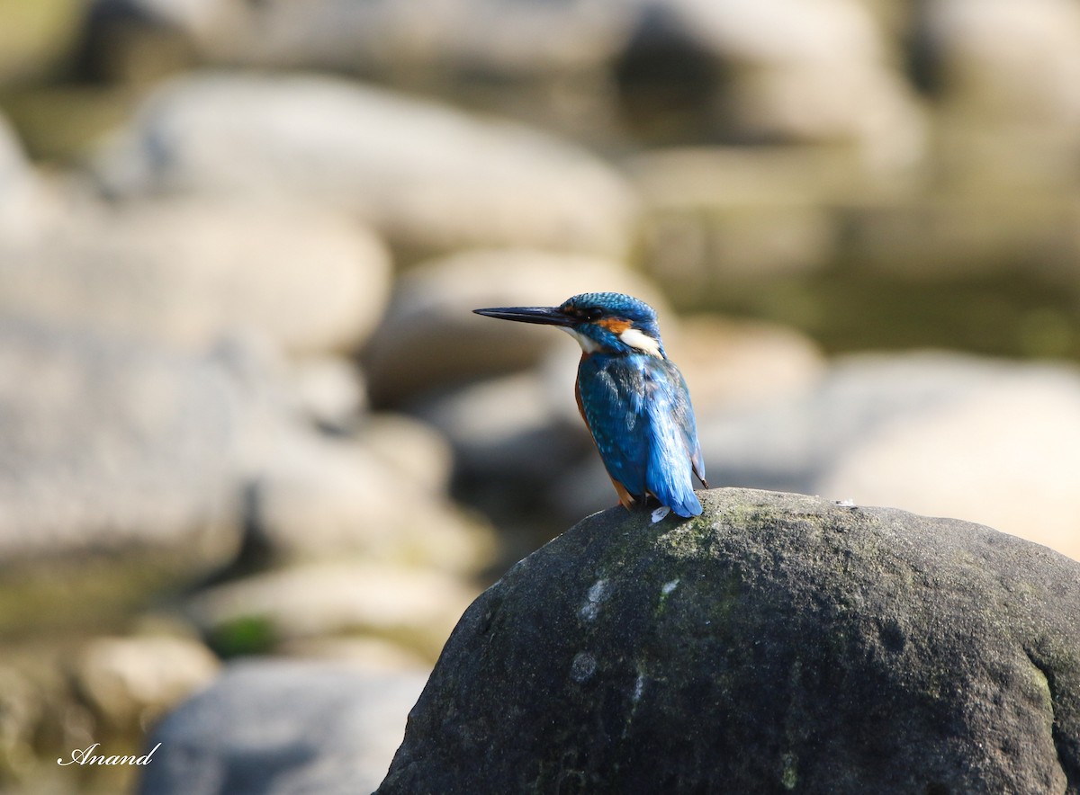 Common Kingfisher - Anand Singh