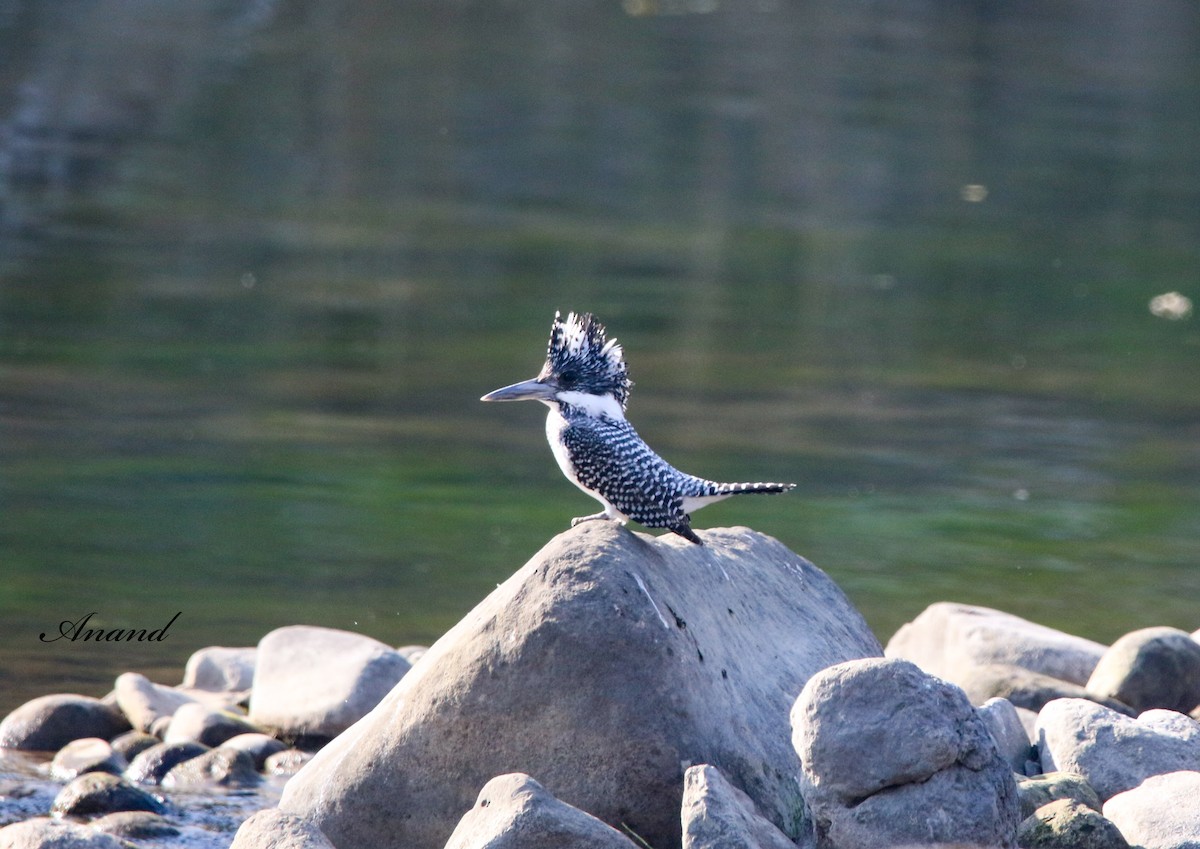 Crested Kingfisher - ML613863622