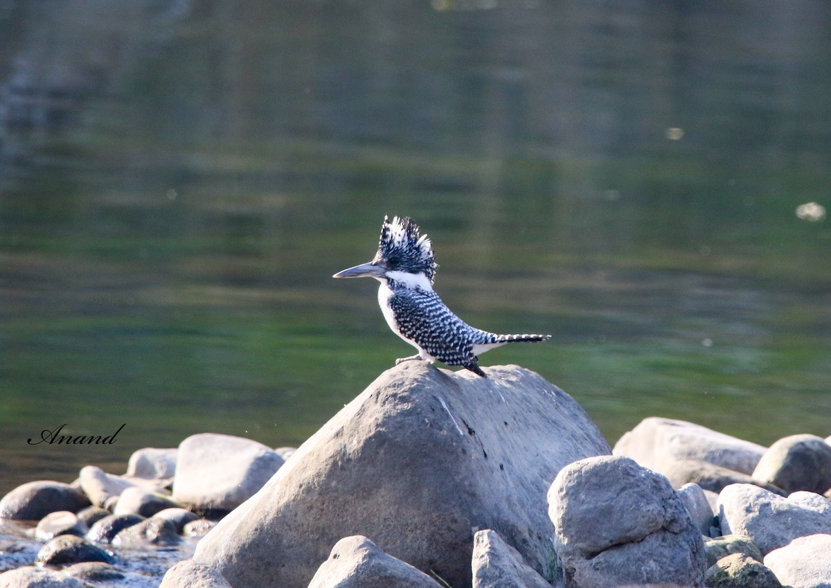 Martin-pêcheur tacheté - ML613863622