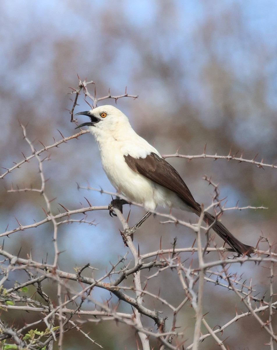 Southern Pied-Babbler - Ken McKenna