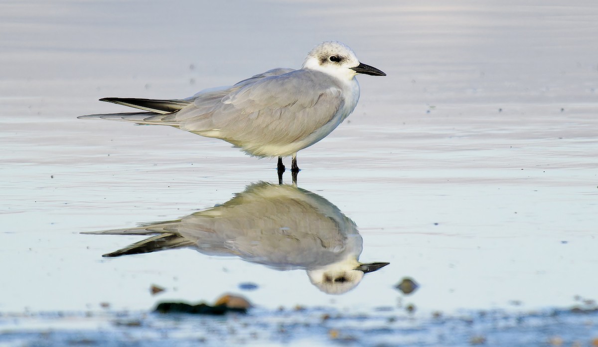 Gull-billed Tern - ML613863683