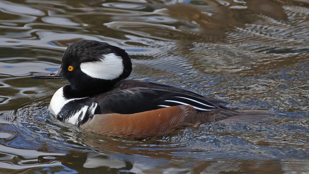 Hooded Merganser - John Alexander