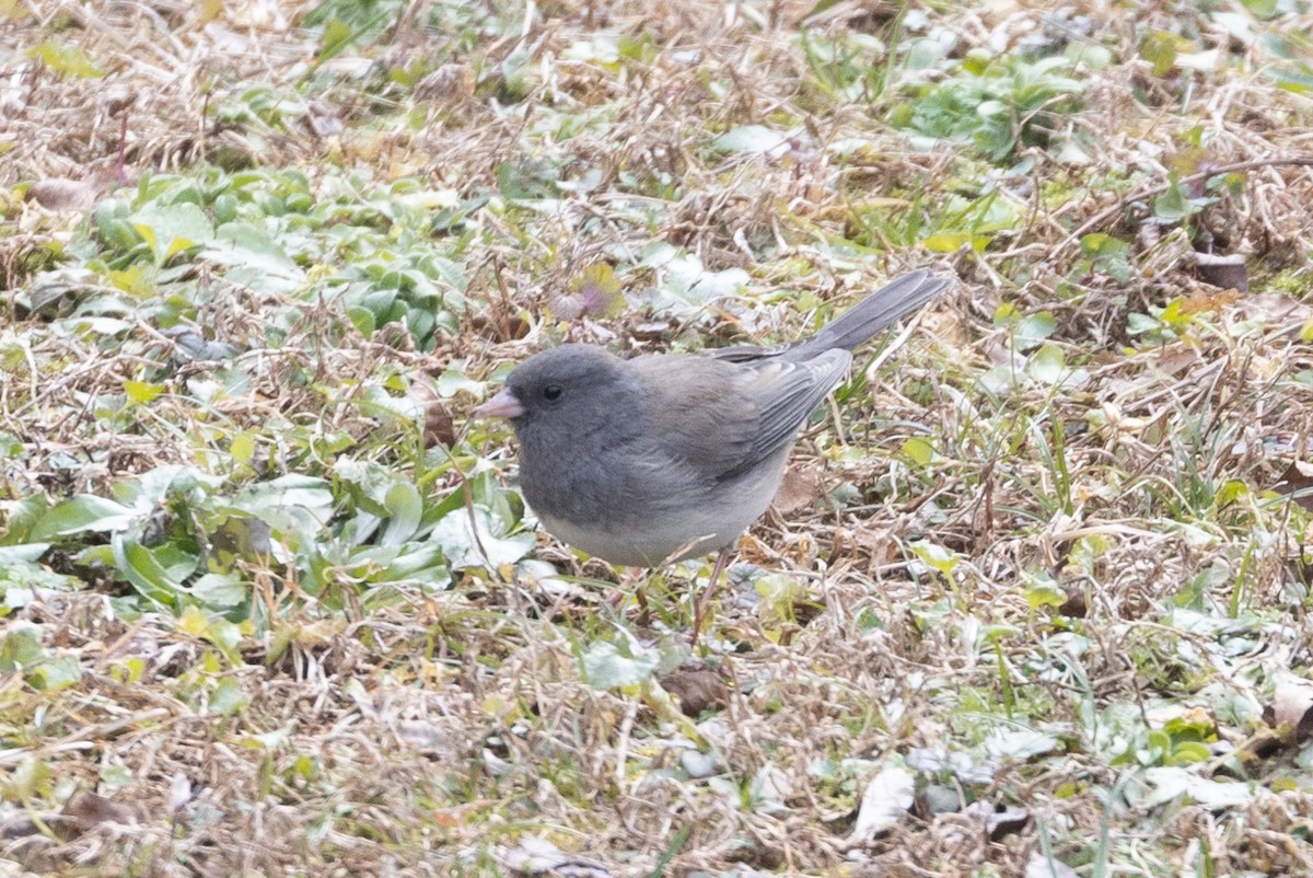 Junco ardoisé (hyemalis/carolinensis) - ML613863695