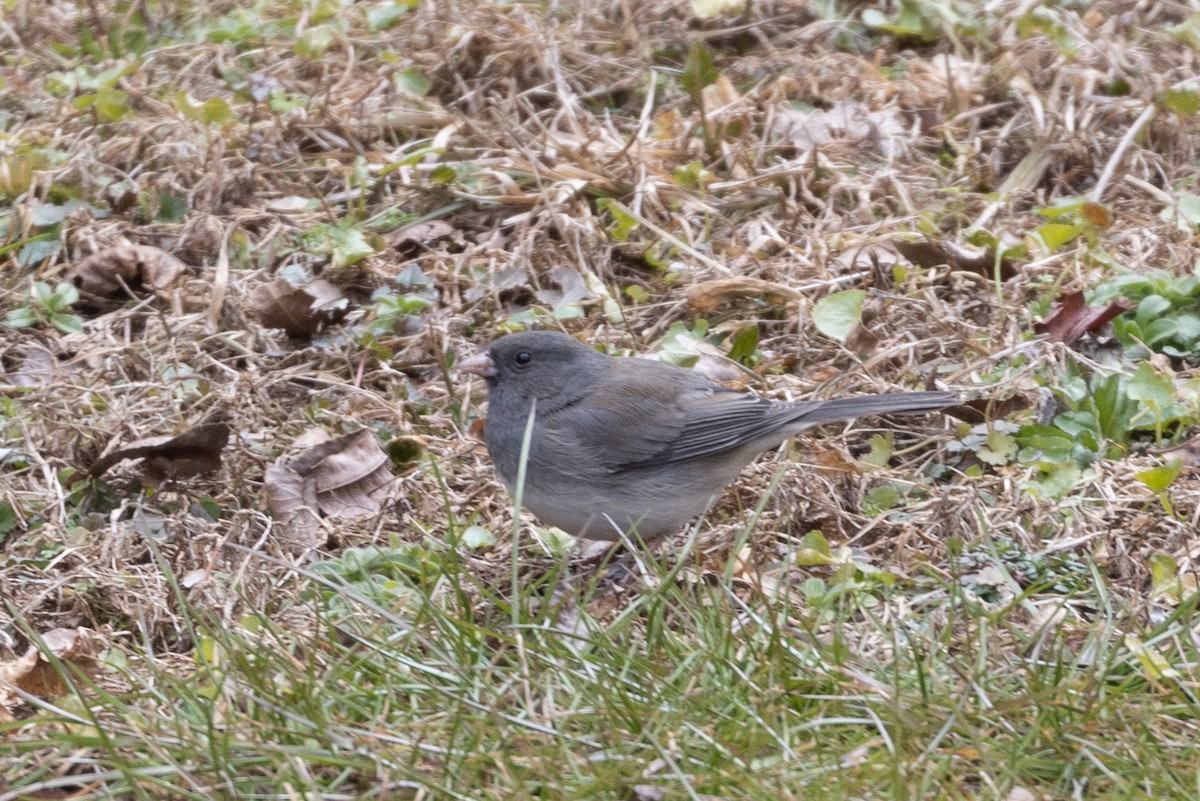 Junco Ojioscuro (hyemalis/carolinensis) - ML613863696