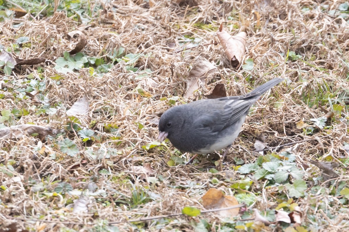 Junco Ojioscuro (hyemalis/carolinensis) - ML613863697