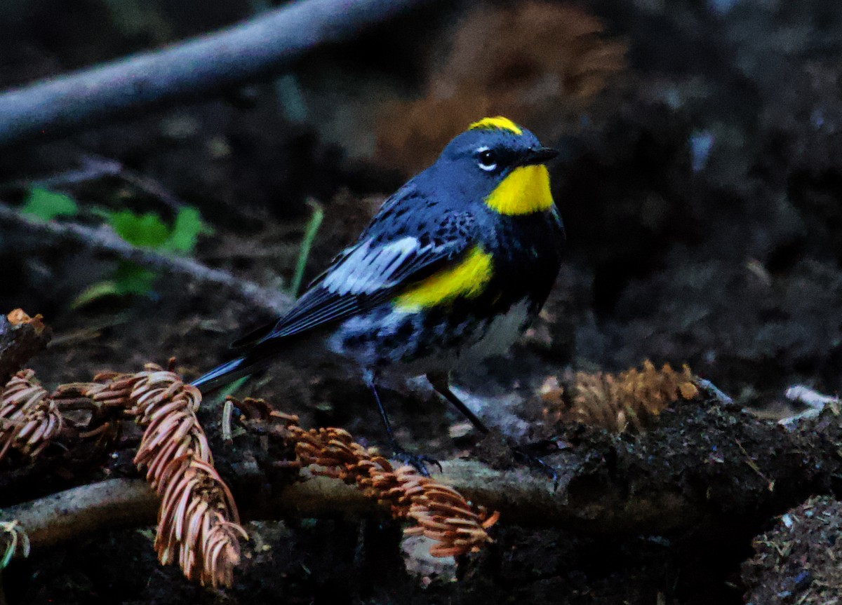 Yellow-rumped Warbler - ML613863700