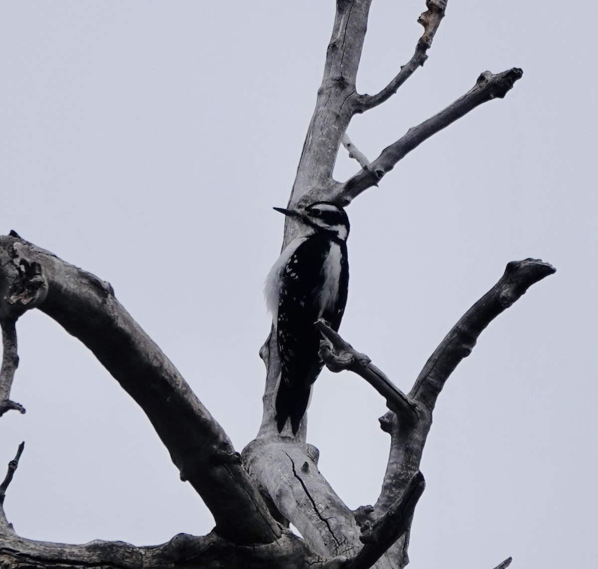 Hairy Woodpecker - Patricia Cullen