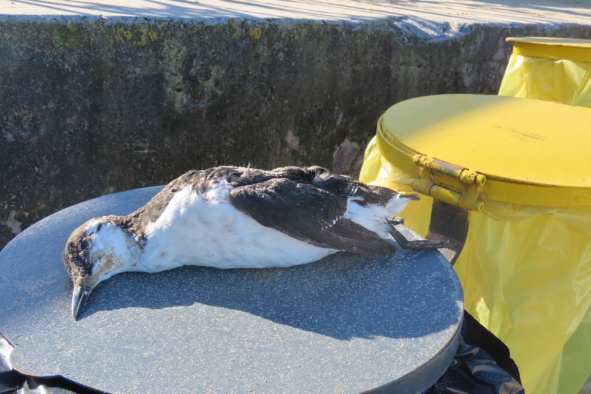 Common Murre - Carlos Monzon