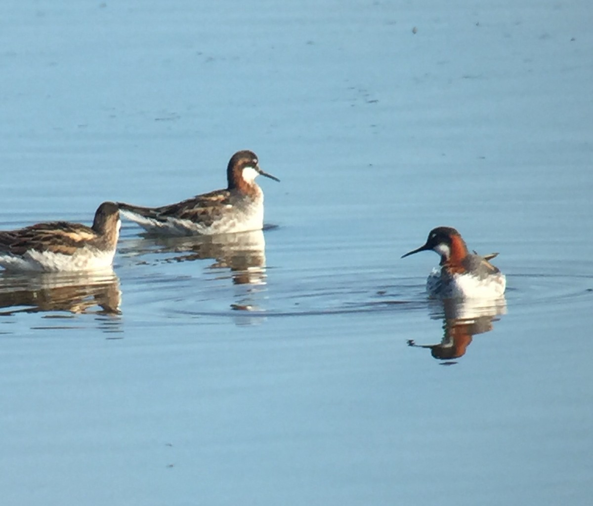Red-necked Phalarope - ML613863811