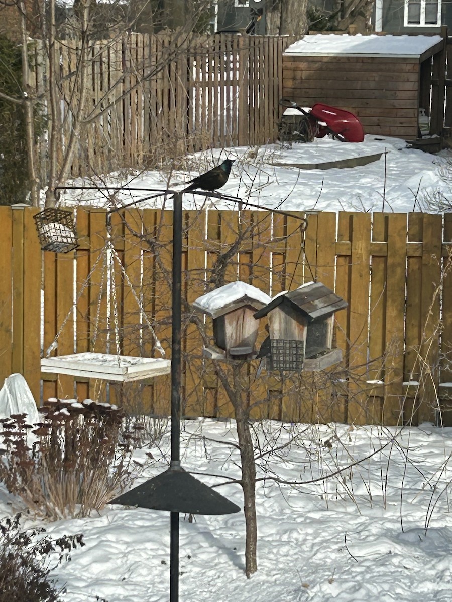 Common Grackle - Christian Coté