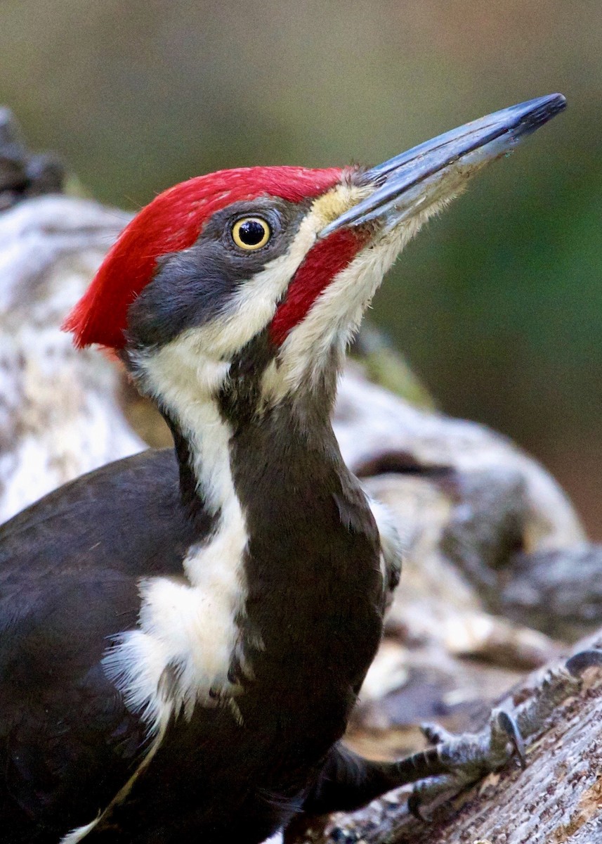 Pileated Woodpecker - ML613864033