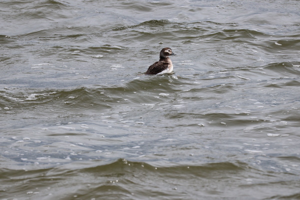 Long-tailed Duck - ML613864113
