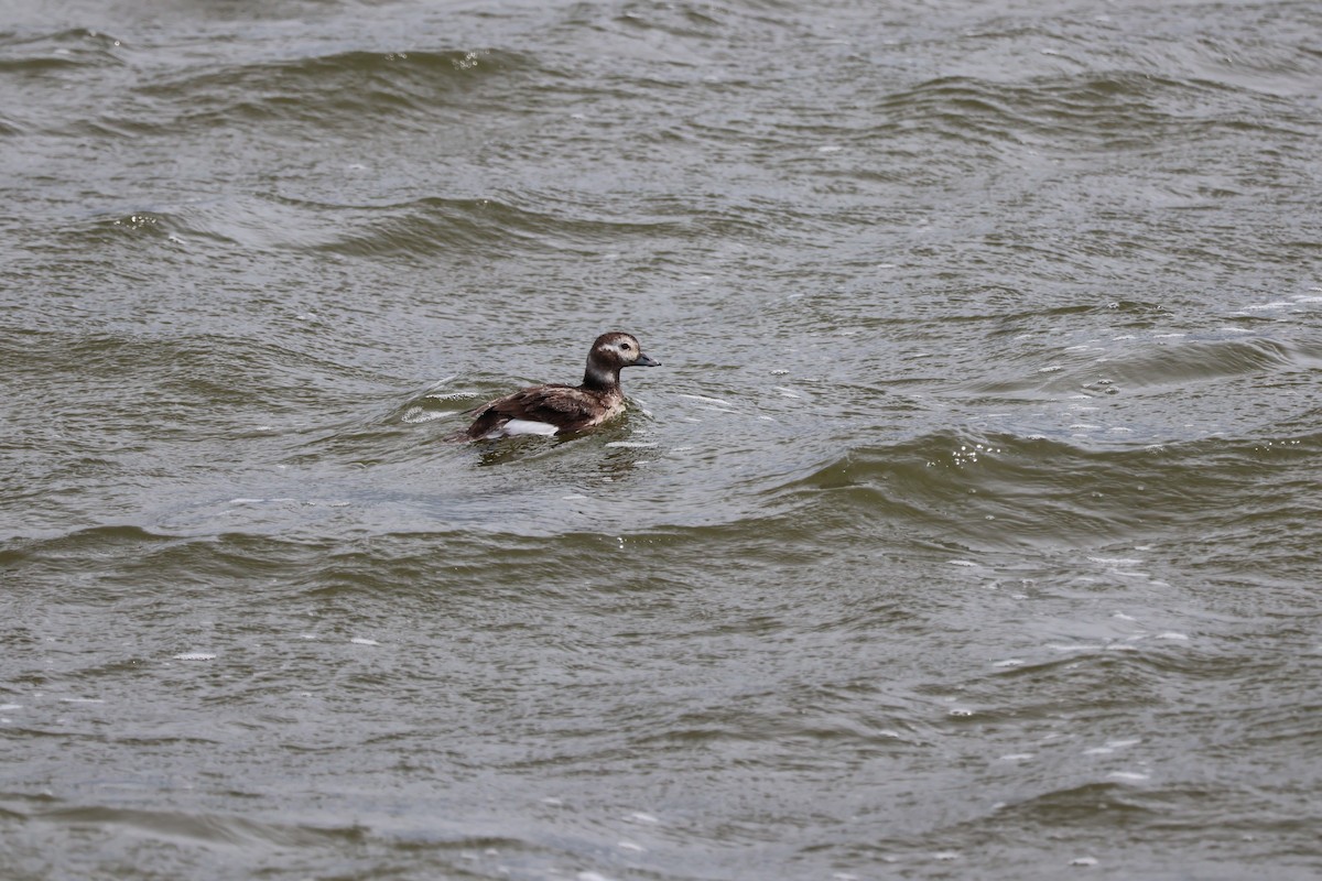 Long-tailed Duck - ML613864116