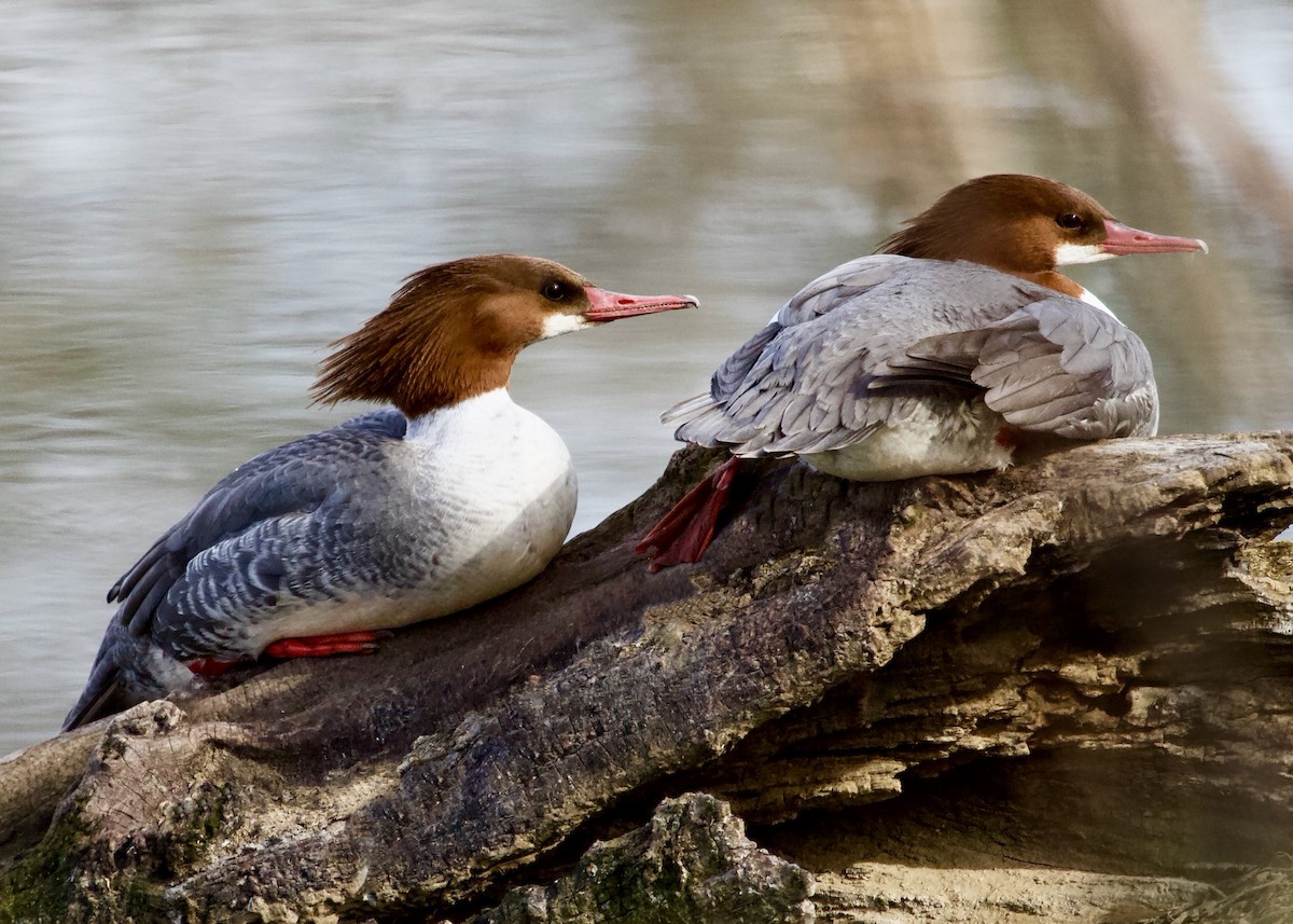Common Merganser - ML613864118