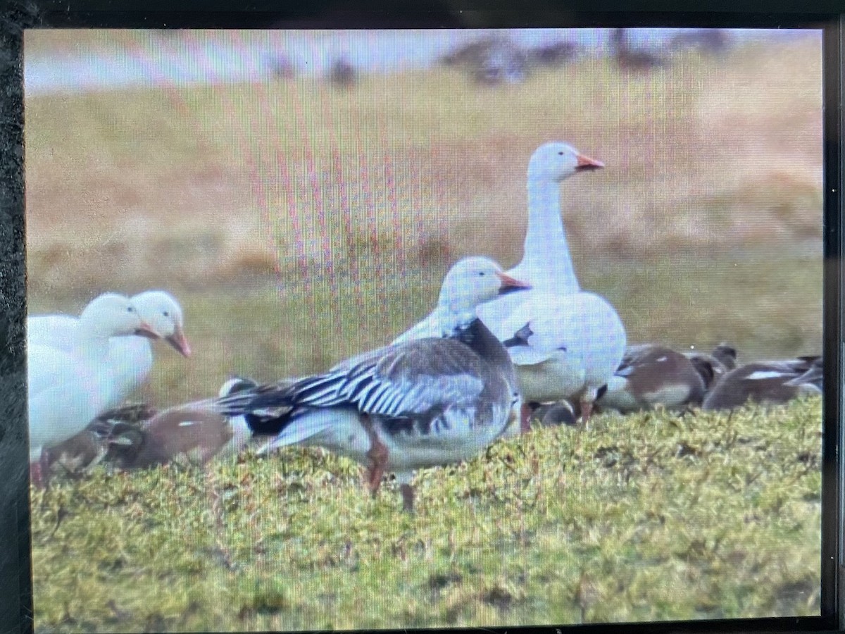 Snow Goose - ML613864169