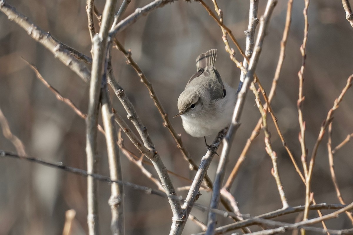 チフチャフ（tristis） - ML613864254