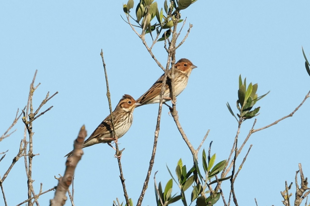 Little Bunting - ML613864292