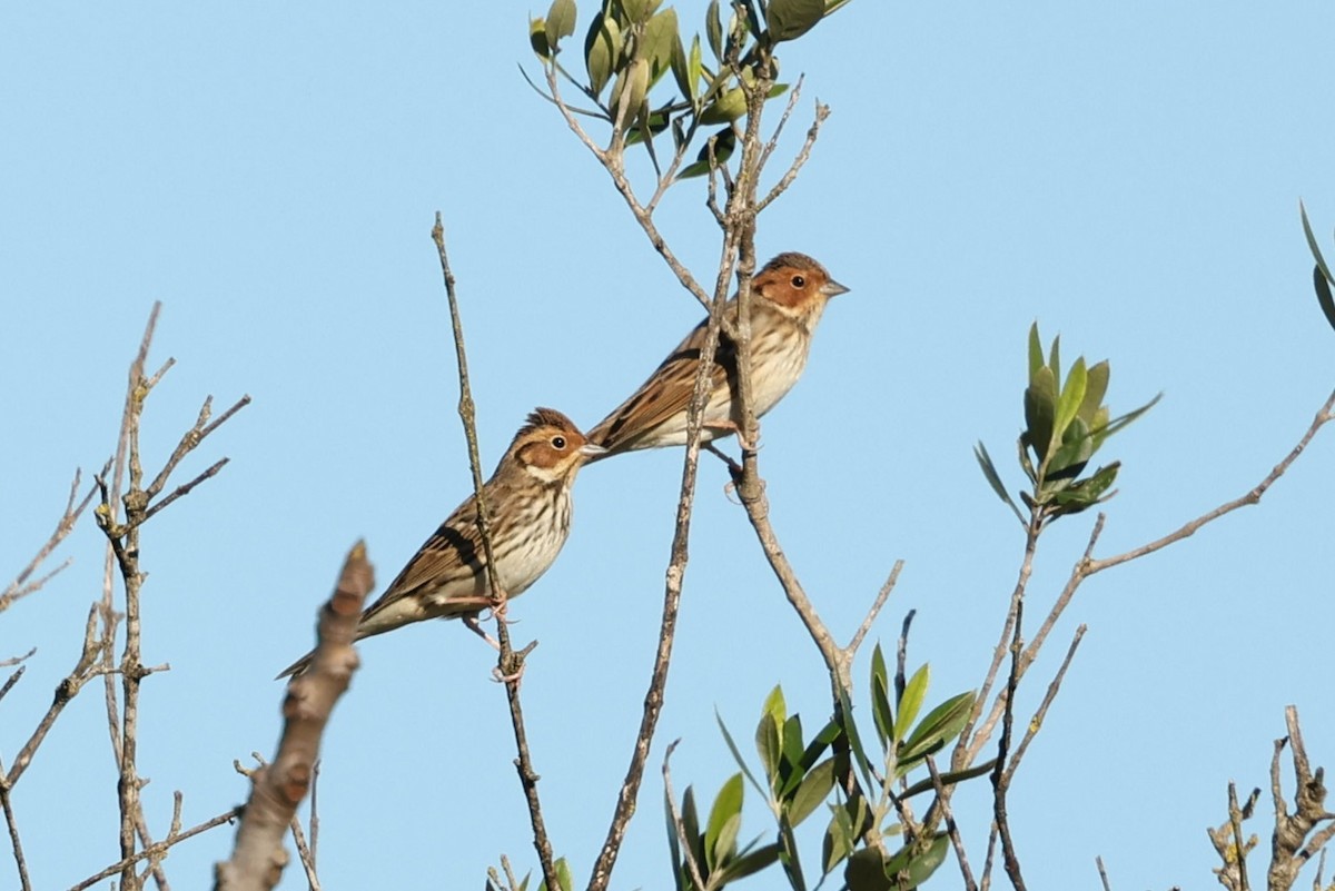 גיבתון גמדי - ML613864292