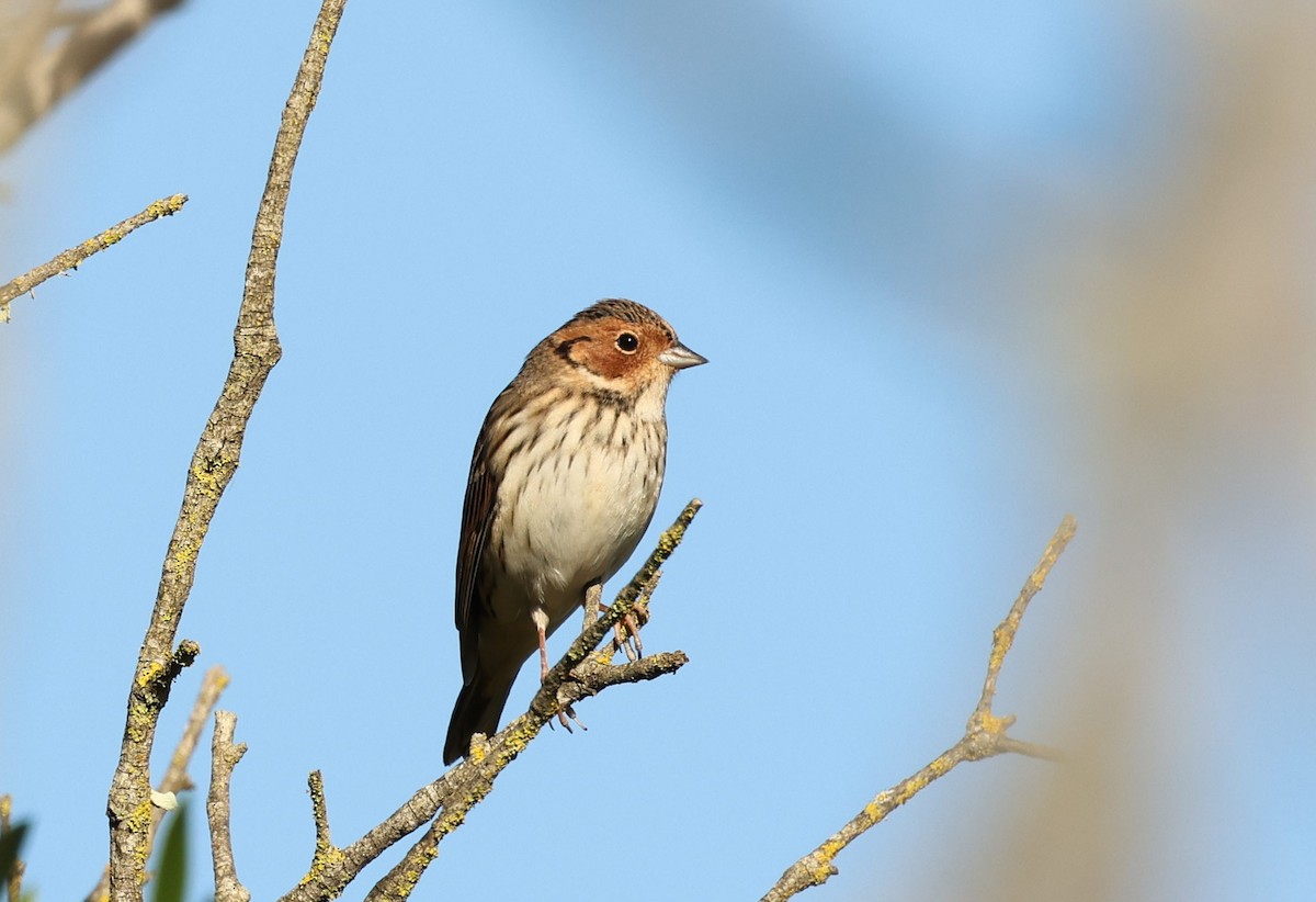 Little Bunting - ML613864295