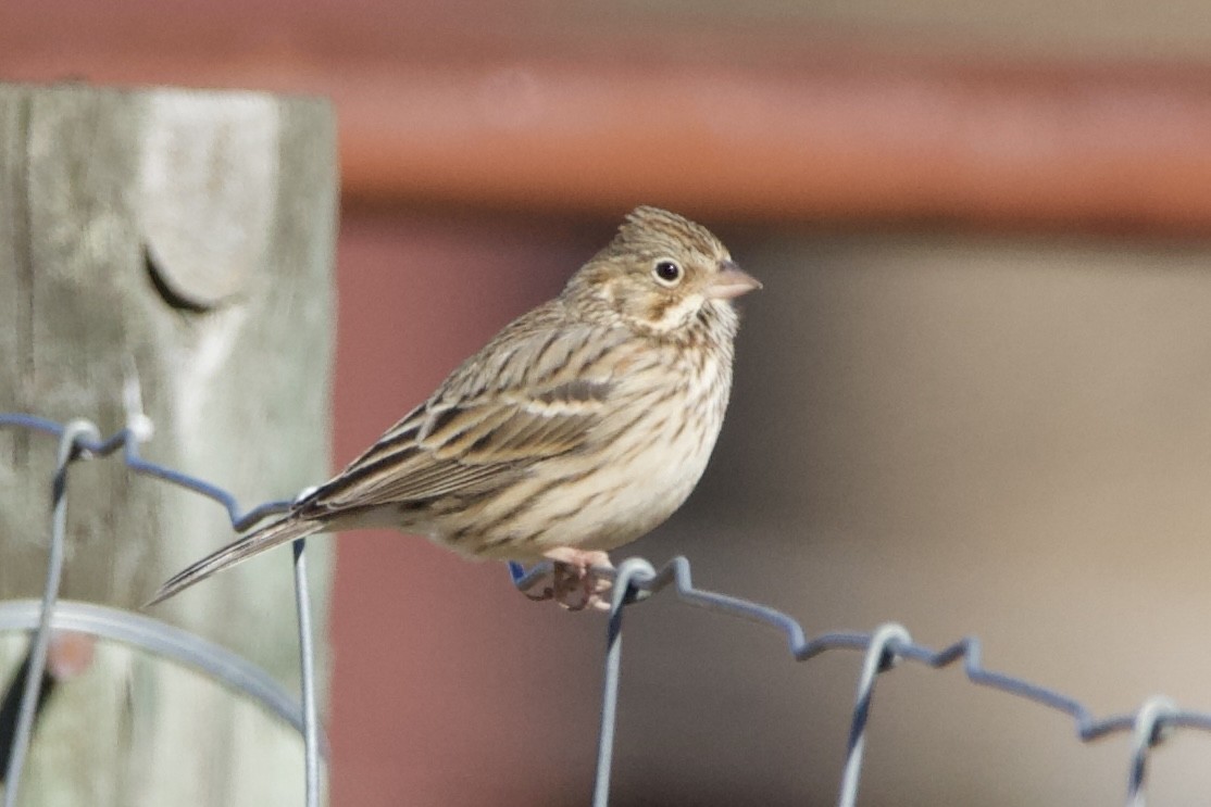 Vesper Sparrow - ML613864298