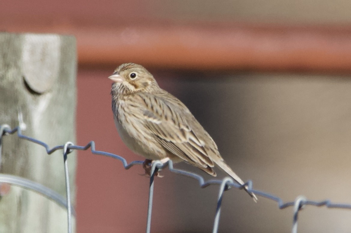 Vesper Sparrow - ML613864299