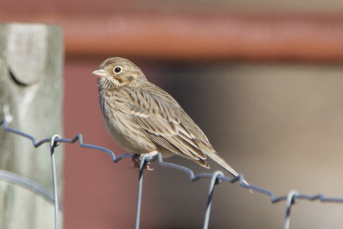 Vesper Sparrow - ML613864300