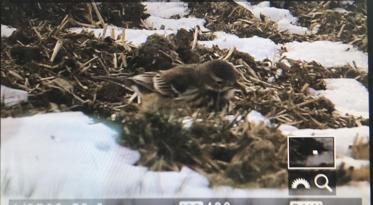 American Pipit - Stefan Minnig