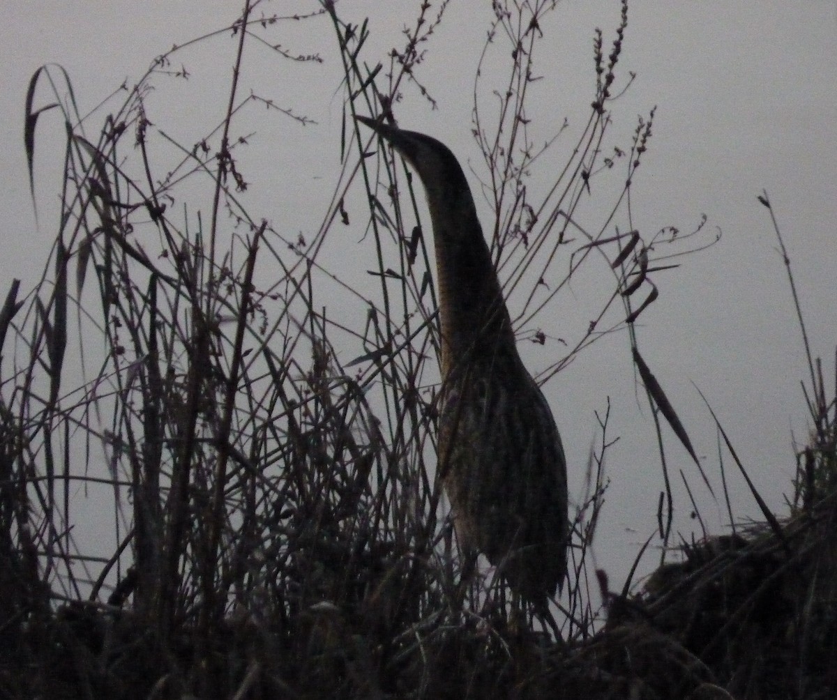 Great Bittern - ML613864319