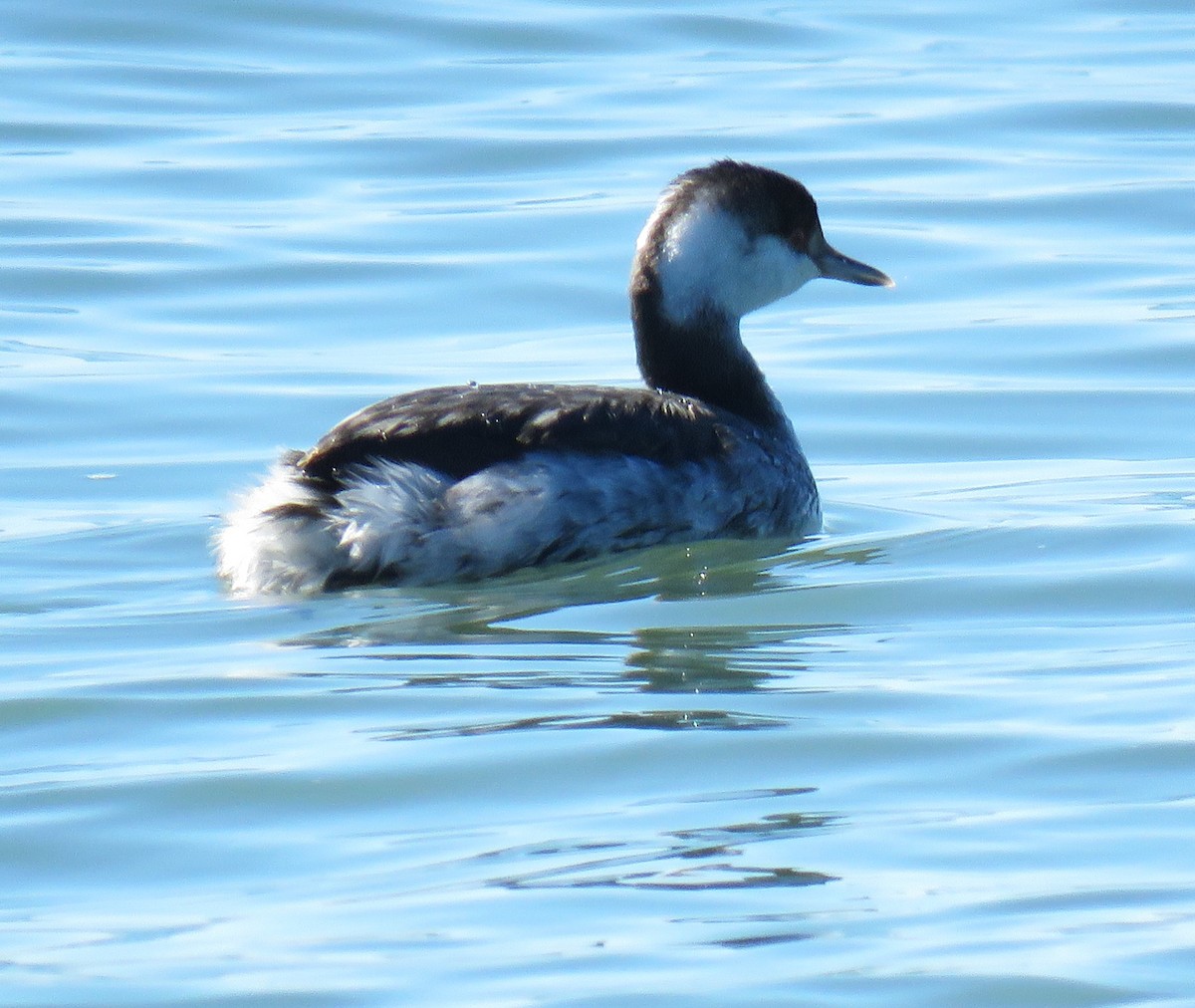 Horned Grebe - Chuck Jones