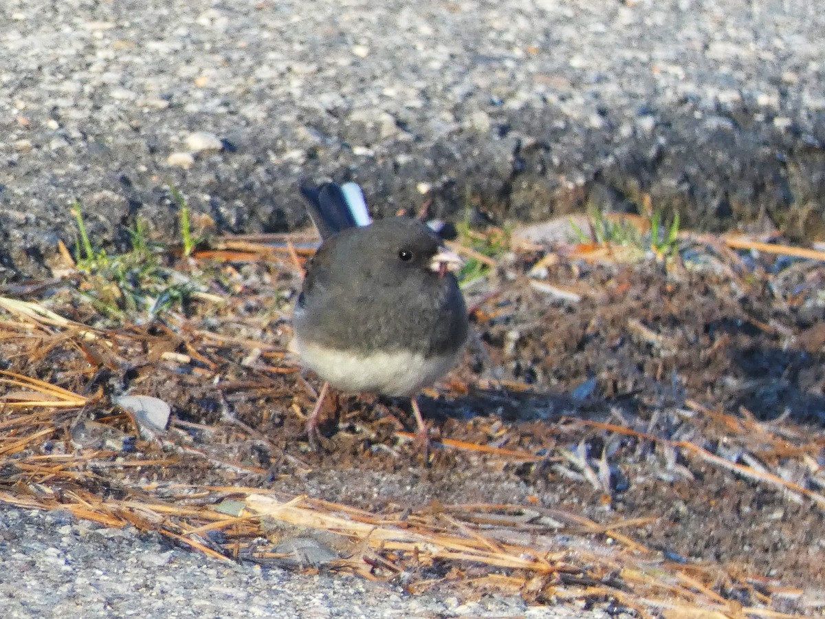 Dark-eyed Junco - ML613864420