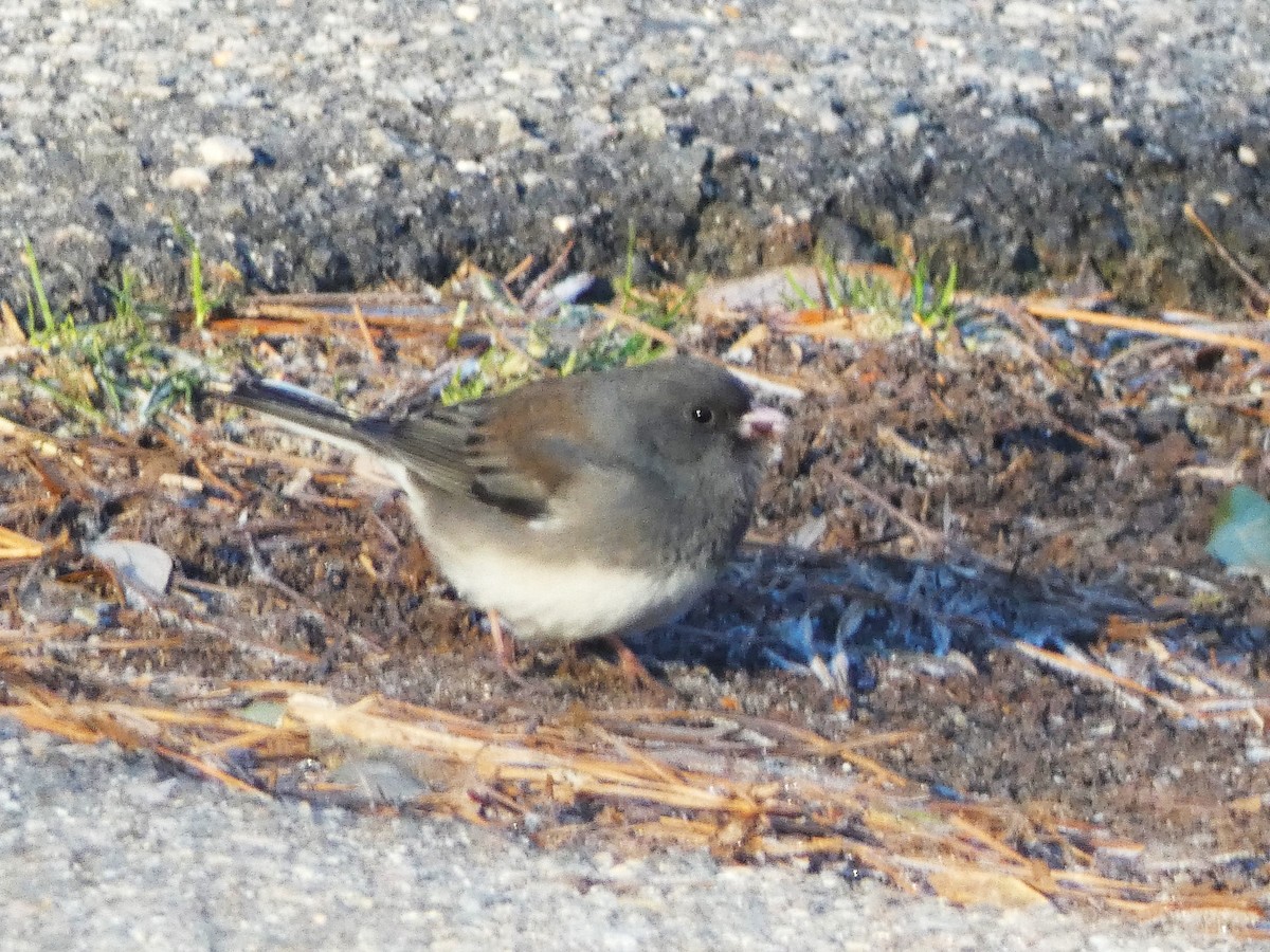 Dark-eyed Junco - ML613864421