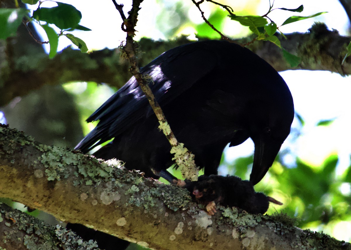 Common Raven - ML613864427