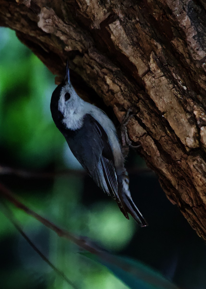 White-breasted Nuthatch - ML613864429