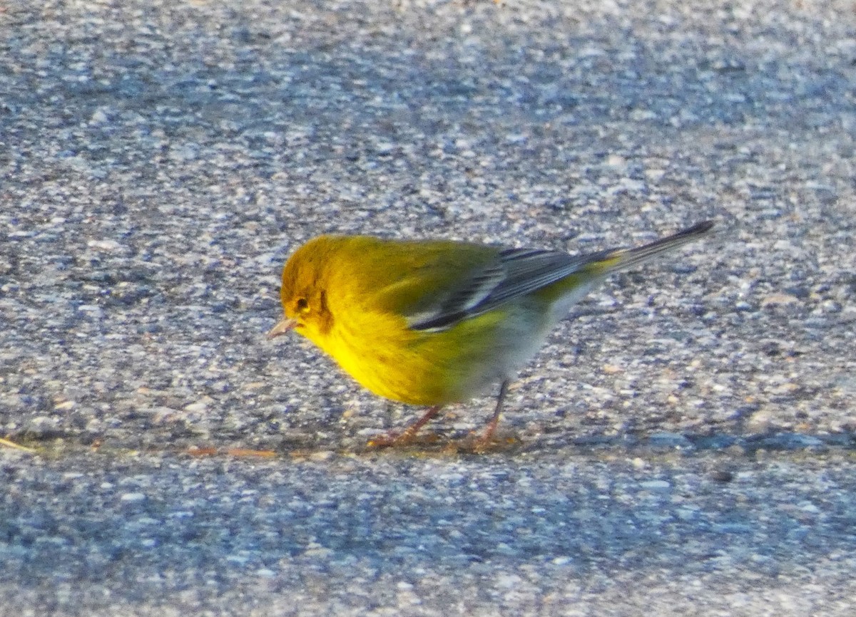 Pine Warbler - Paul King