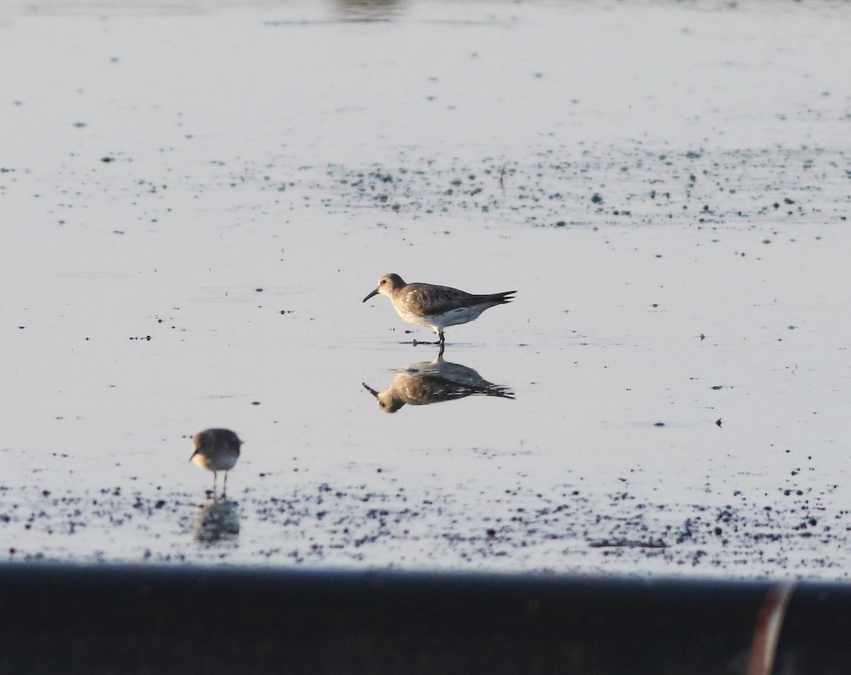 White-rumped Sandpiper - Cameron Rutt