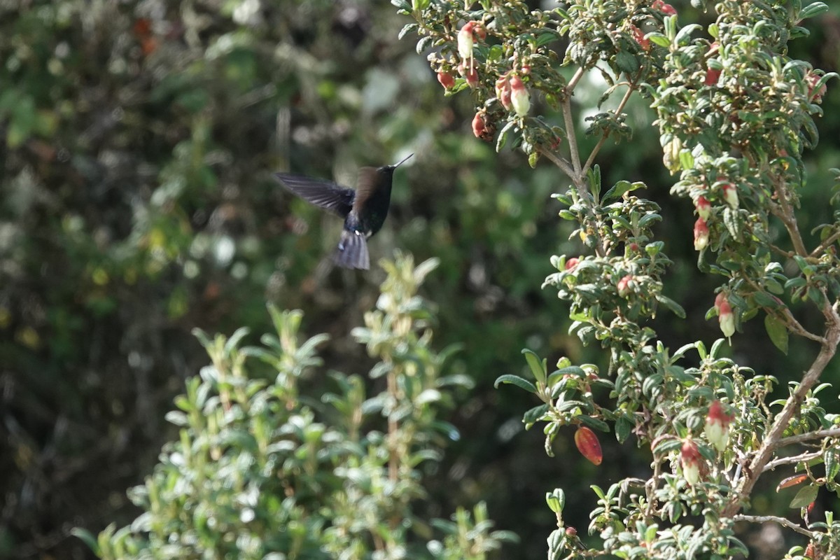 Black-breasted Puffleg - Jacob Saucier