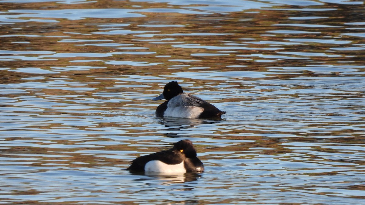 Lesser Scaup - ML613864565