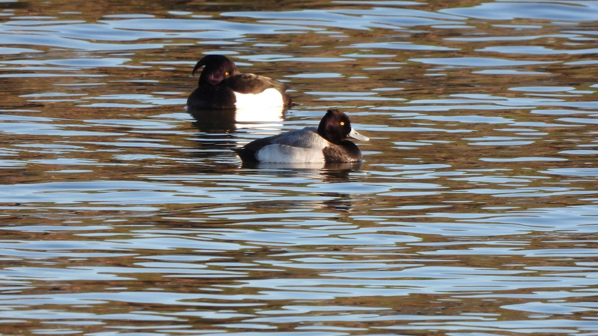 Lesser Scaup - ML613864566